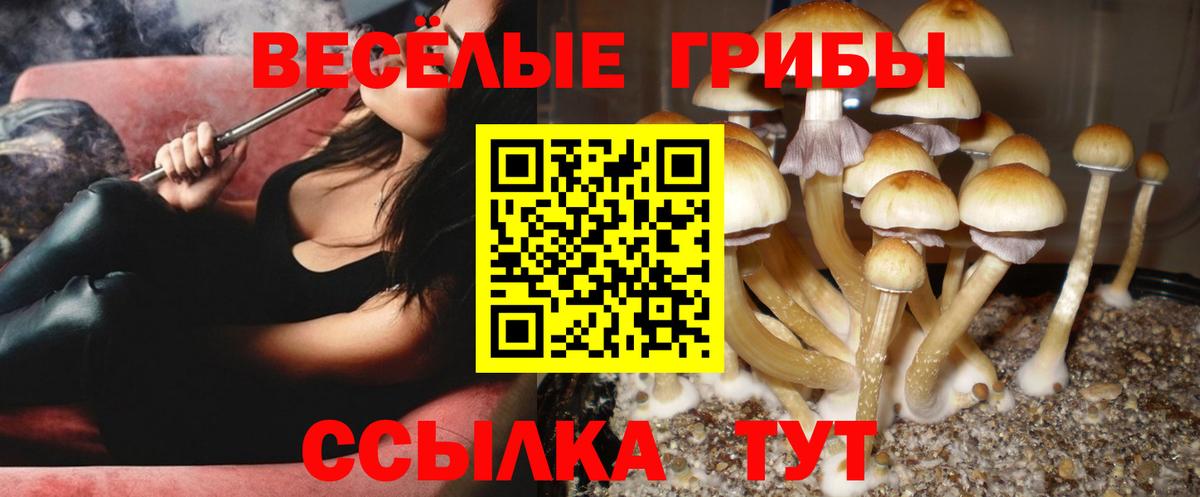 Псилоцибиновые грибы Magic Shrooms  Вход с VPN  купить наркотик  Новокубанск 