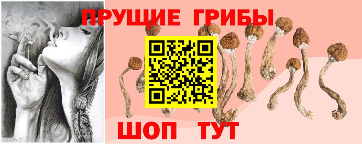 Псилоцибиновые грибы Cubensis Новокубанск